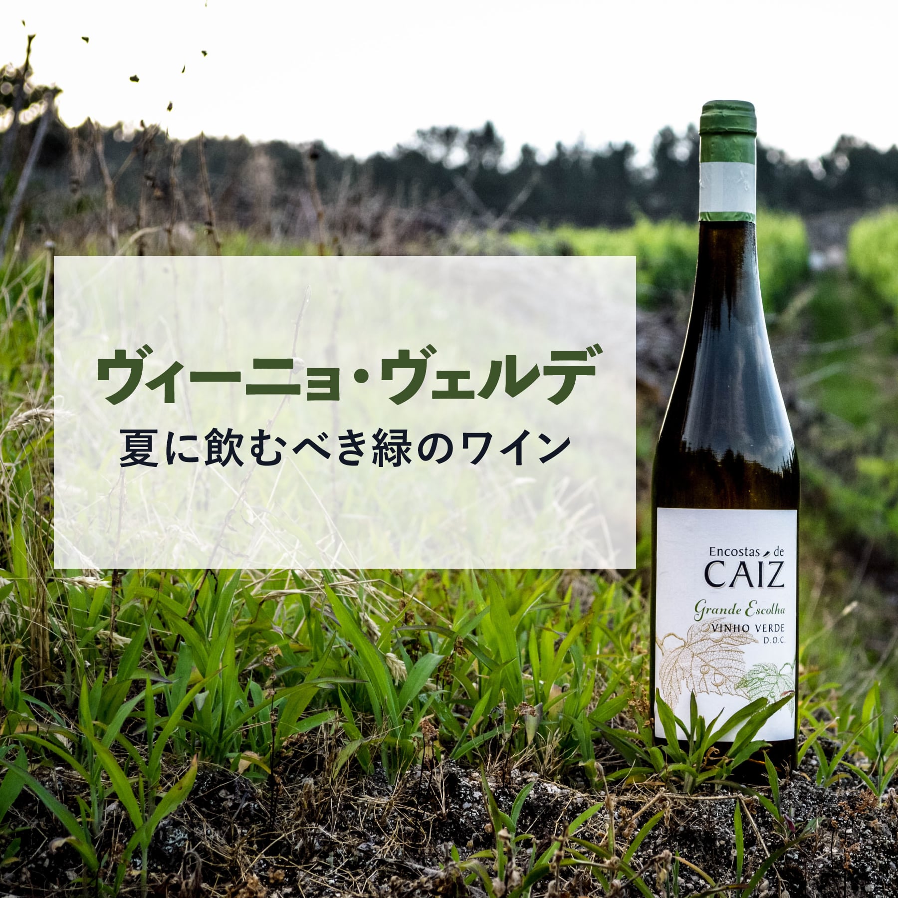 緑のワイン　～ヴィーニョ・ヴェルデ特集～